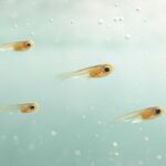 メダカの針子の水換えはいつが正解？最適なタイミングを完全解説