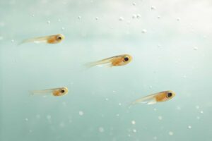 メダカの針子の水換えはいつが正解？最適なタイミングを完全解説