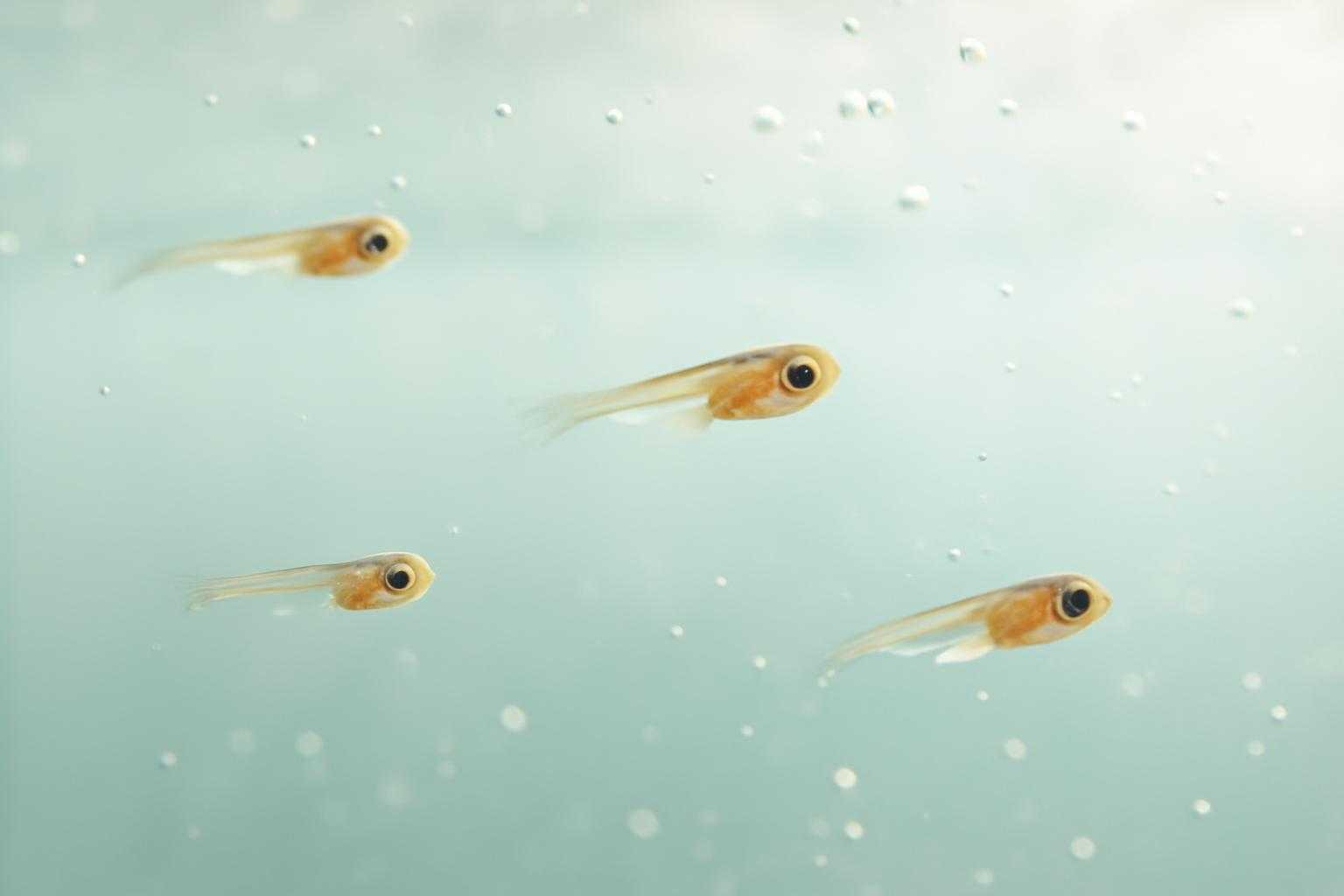 メダカの針子の水換えはいつが正解?最適なタイミングを完全解説