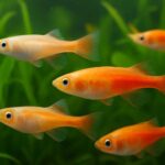 メダカの稚魚の色が薄い原因と改善方法｜色揚げのコツ