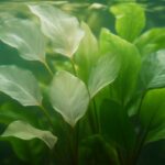 水草の葉が透明になる原因と対策｜枯らさないための完全ガイド
