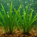 水草が浮かない植え方のコツ｜初心者向け完全ガイド