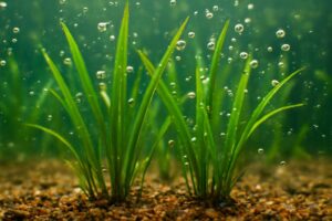 水草が浮かない植え方のコツ|初心者向け完全ガイド