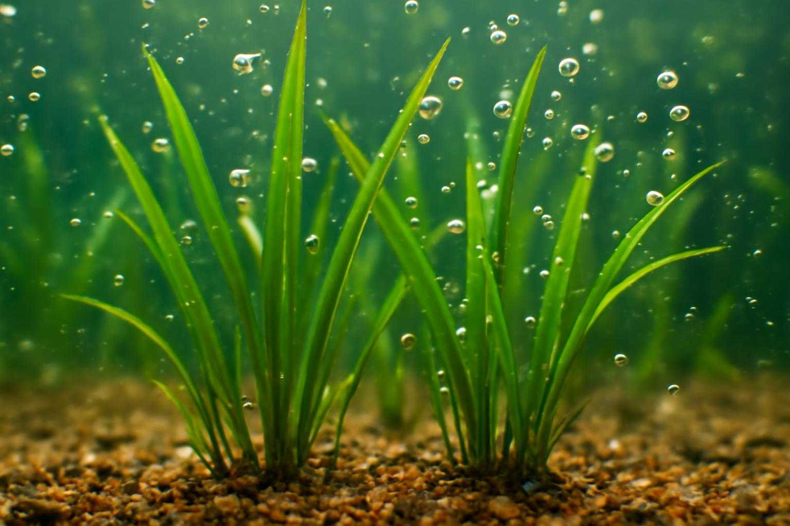水草が浮かない植え方のコツ｜初心者向け完全ガイド
