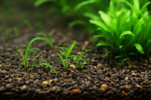 水草が砂利で育たない原因と対策｜失敗しない育成のコツ