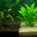 水草が枯れるのはソイルが古い証拠！交換時期の見極め方と対策
