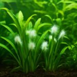 水草トリミング後に白いカビが発生する原因と対策方法