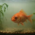 水槽の水換え後に魚が元気ない原因と対策｜すぐに実践できる解決法