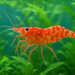 ミナミヌマエビの色が薄い原因と対策｜元気を取り戻す飼育方法