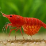 ミナミヌマエビの抱卵から孵化までの期間と時期を完全解説