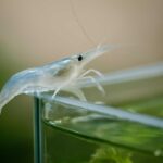 ヤマトヌマエビの脱走を防ぐ！フタなし水槽でも効果的な対策方法