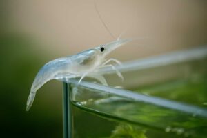 ヤマトヌマエビの脱走を防ぐ！フタなし水槽でも効果的な対策方法