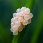 タニシの卵を見つけた時の対処法｜駆除方法と予防策を徹底解説