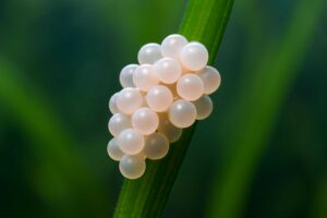 タニシの卵を見つけた時の対処法|駆除方法と予防策を徹底解説