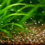 水槽に発生した白い小さい虫が動く正体と種類別の対策方法