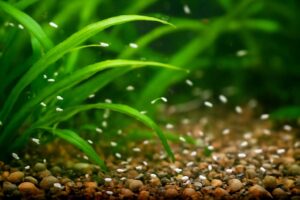 水槽に発生した白い小さい虫が動く正体と種類別の対策方法