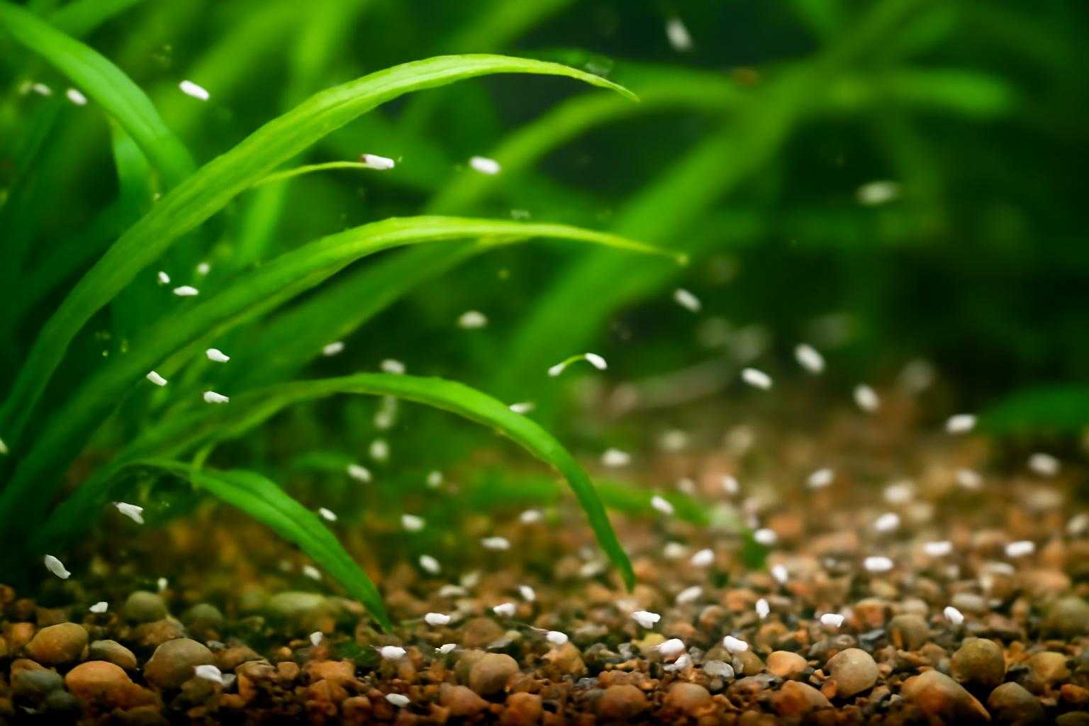 水槽に発生した白い小さい虫が動く正体と種類別の対策方法