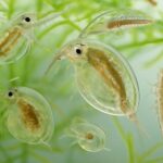 水槽に発生する透明な虫の種類と害を徹底解説！対策方法も紹介