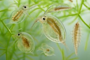水槽に発生する透明な虫の種類と害を徹底解説！対策方法も紹介