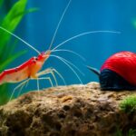 掃除生体エビ vs 貝、どっちがおすすめ？水槽をキレイにする最強の選択肢