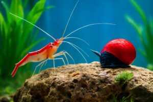 掃除生体エビ vs 貝、どっちがおすすめ？水槽をキレイにする最強の選択肢